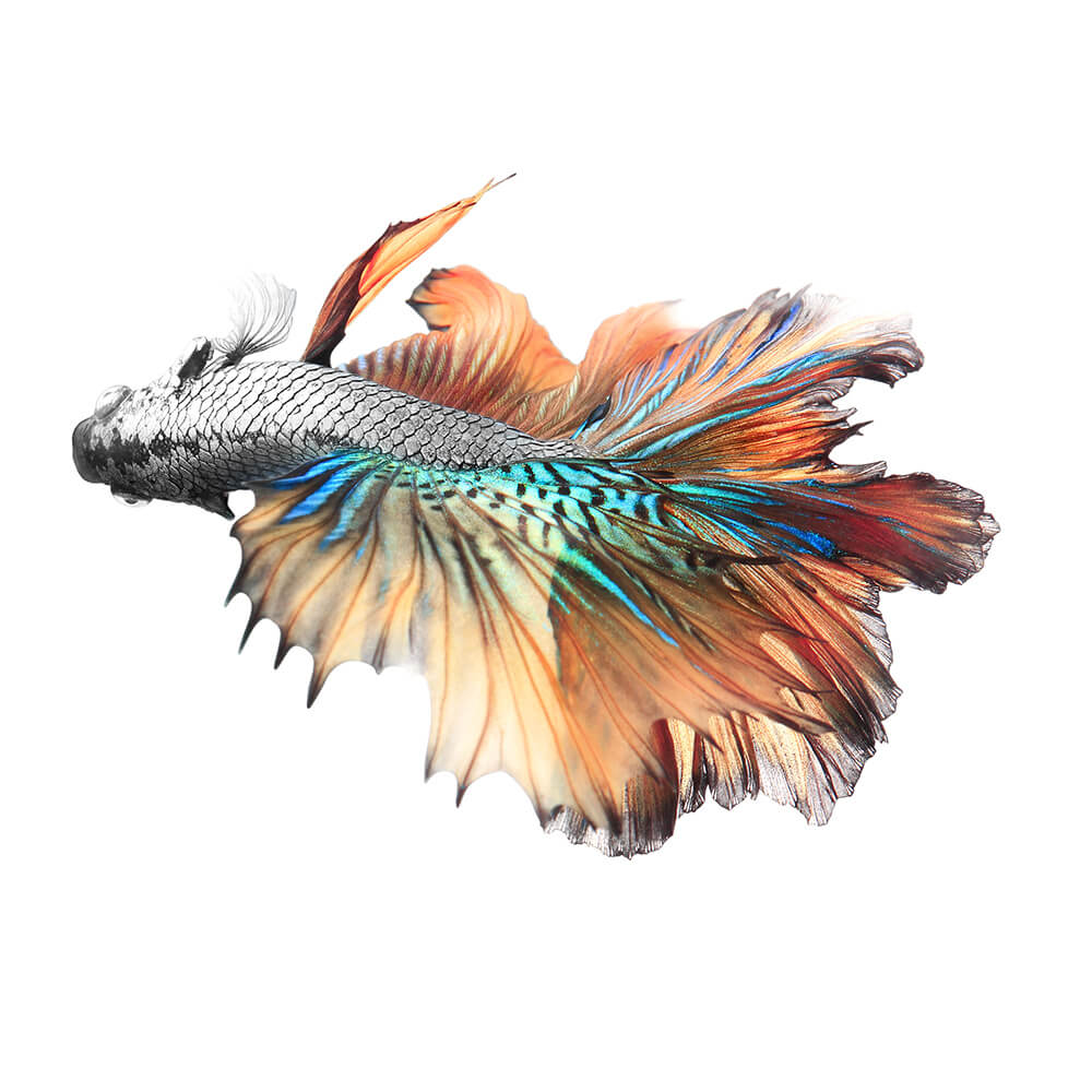 Vail Tail Betta Fish